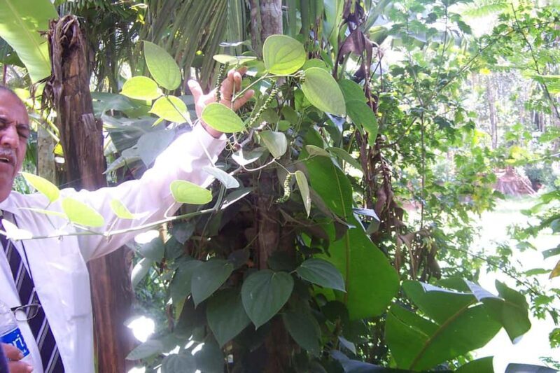 Heritage Goa, Ancient Churches and Spice Plantation Visit - Discover Heritage Goa, Ancient Churches, and Spice Plantation Visit — A Practical and Authentic Experience