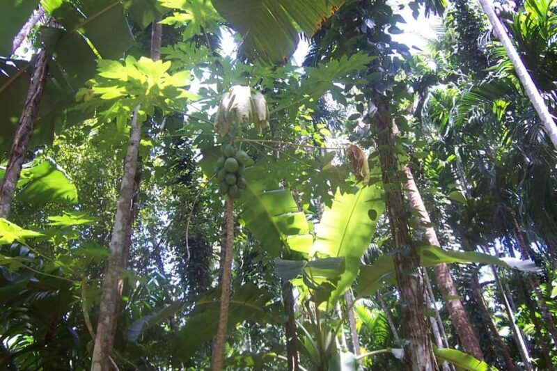 Heritage Goa, Ancient Churches and Spice Plantation Visit - The Value of This Tour