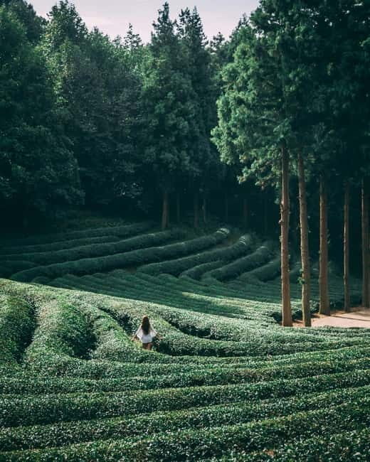 Heritage Tour: Tea Estates & Himalayan Culture of Palampur - Key Points