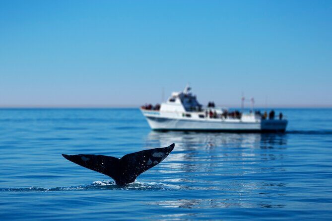Hermanus Whale Watching Boat Trip - The Whale Watching Experience: What to Expect