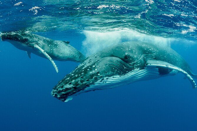 Hermanus Whale Watching Boat Trip - FAQs