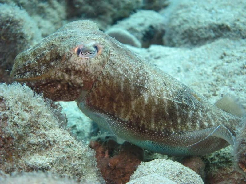 Hersonissos, Stalida: Scuba Diving Experience for beginners - Key Points
