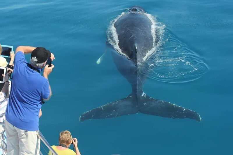 Hervey Bay: 3/4 Day Whale Watching Cruise with Lunch - Key Points