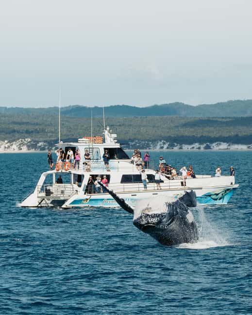 Hervey Bay: 3/4 Day Whale Watching Cruise with Lunch - A Deep Dive into the Whale Watching Experience