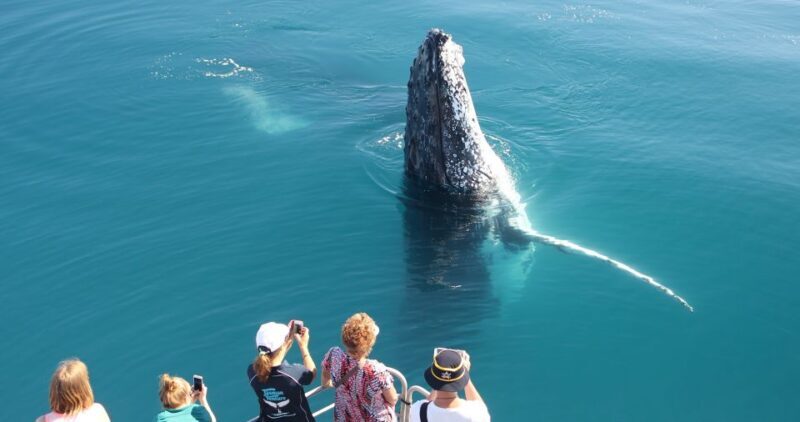 Hervey Bay 4-Hour Whale Watch Encounter - The Sum Up