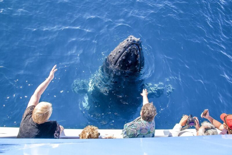 Hervey Bay 4-Hour Whale Watch Encounter - Frequently Asked Questions