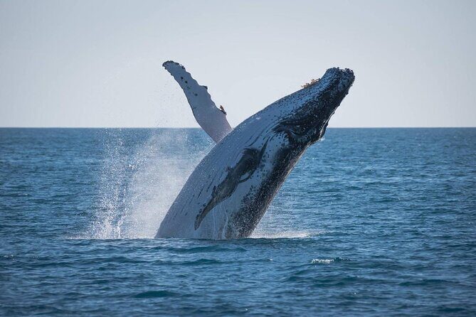 Hervey Bay: Best Value Half Day Whale Watching Cruise - The Experience in Detail