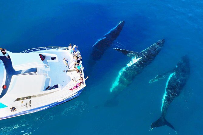 Hervey Bay: Best Value Half Day Whale Watching Cruise - FAQ