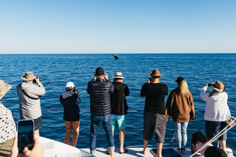 Hervey Bay: Exclusive Whale Watch Encounter - A Detailed Look at the Whale Watch Experience