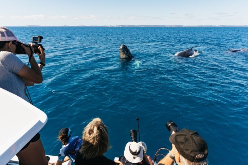 Hervey Bay: Exclusive Whale Watch Encounter - Who Should Consider This Tour?