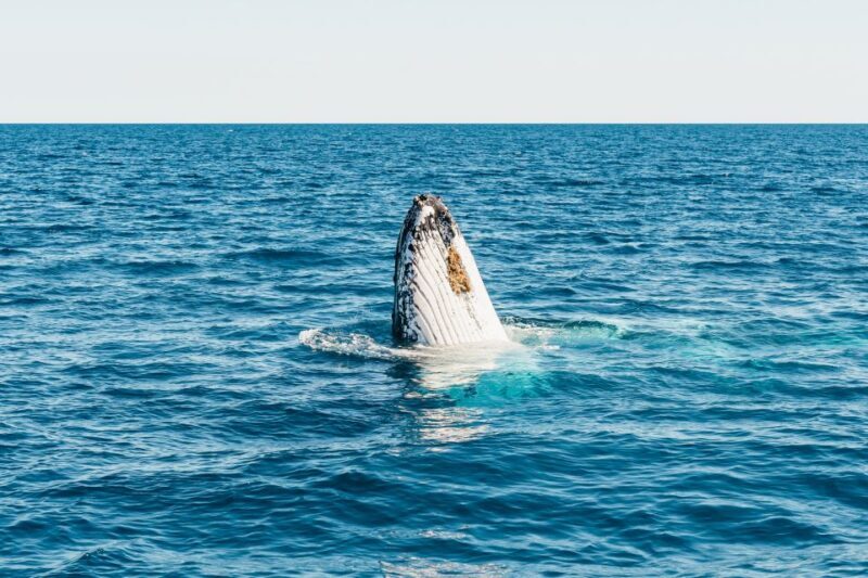Hervey Bay: Exclusive Whale Watch Encounter - FAQs