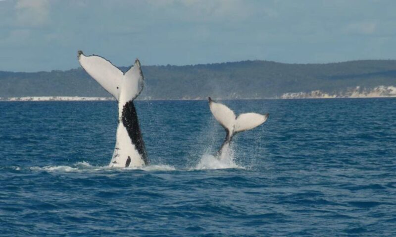 Hervey Bay: Half-Day Whale Watching Cruise with Meal - The Experience in Detail