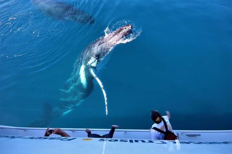 Hervey Bay: Half-Day Whale Watching Cruise with Meal - Value and Why It Stands Out