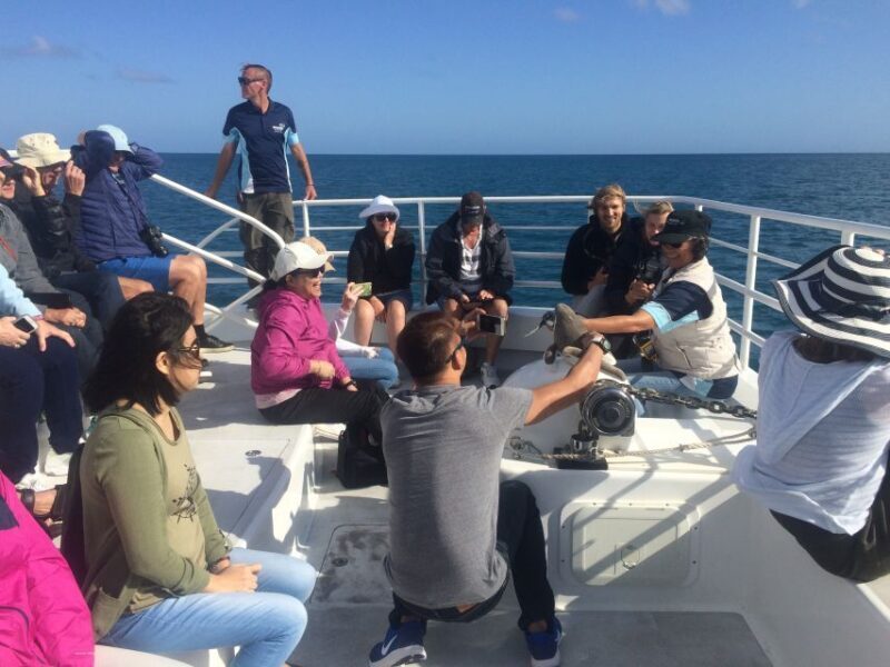 Hervey Bay: Half-Day Whale Watching Cruise with Meal - In The Sum Up