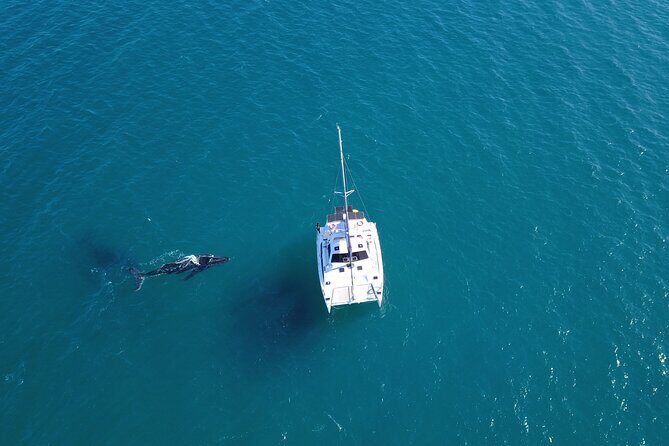 Hervey Bay Overnight Whale Watching Cabin Hire - An In-Depth Look at the Hervey Bay Overnight Whale Watching Experience