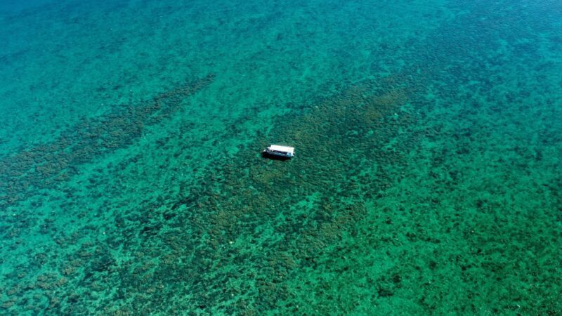 Hervey Bay: Turtle Discovery Eco Tour - FAQ