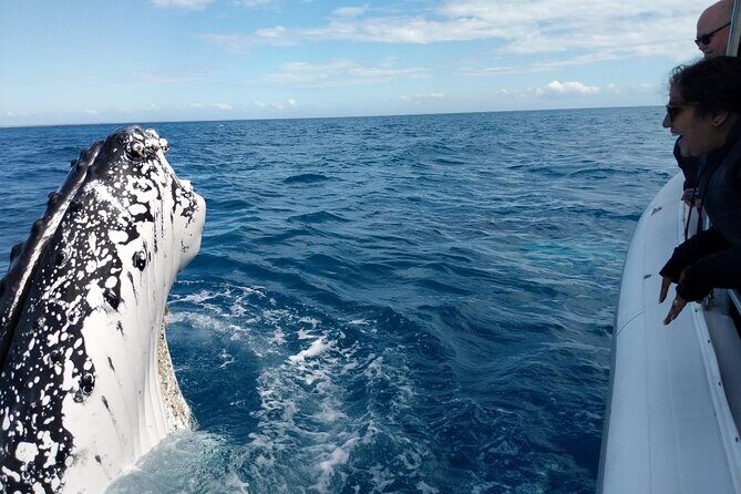Hervey Bay Ultimate Whale Watching Cruise - In-Depth Itinerary Breakdown