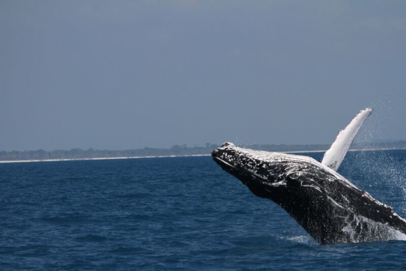 Hervey Bay: Ultimate Whale Watching Experience - Key Points