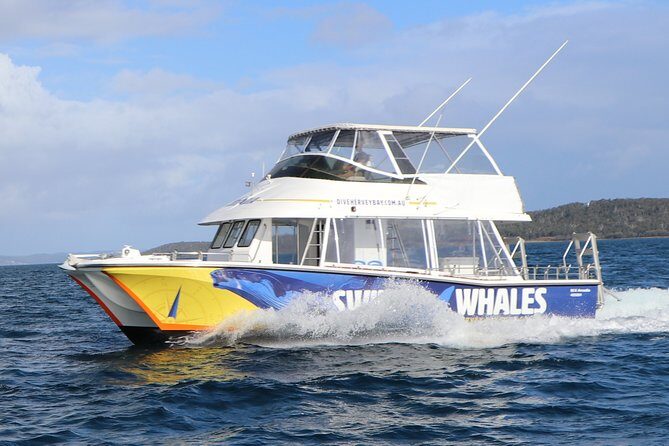 Hervey Bay Whale Swim and Watch - Hervey Bay Whale Swim and Watch: An In-Depth Review