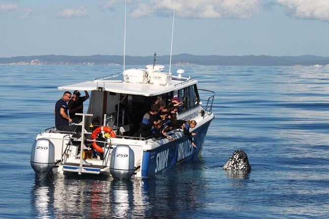 Hervey Bay Whale Swim and Watch - Key Points