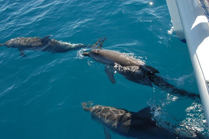 Hervey Bay Whale Swim and Watch - Who Will Love This Experience?