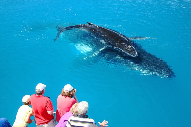 Hervey Bay Whale Watching Cruise - The Itinerary: A Typical Day Out