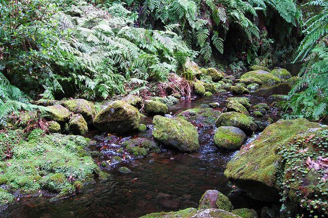 Hidden Corners: Levada Walk from Funchal - Who Should Consider This Tour?