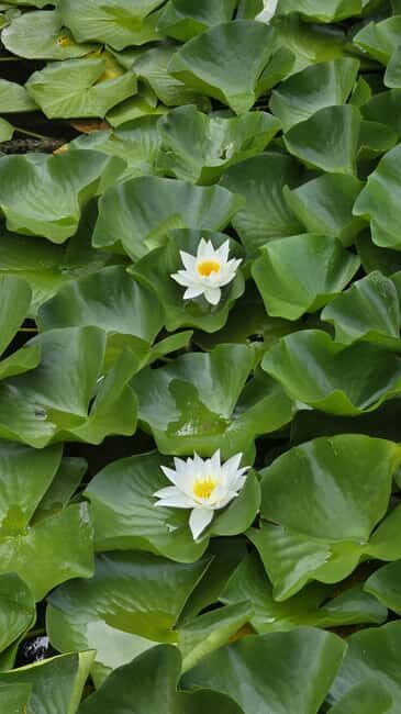 Hidden Pearl Paradise of Lake Skadar - Why This Tour Is Ideal for Certain Travelers