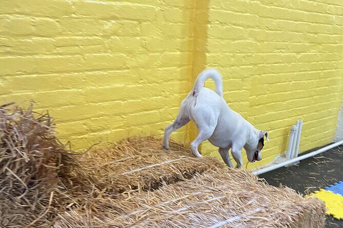 Hide & Seek Skills for Dogs at the Hay filled New York City Barn - Exploring the Hay-Filled NYC Barn: What You Can Expect