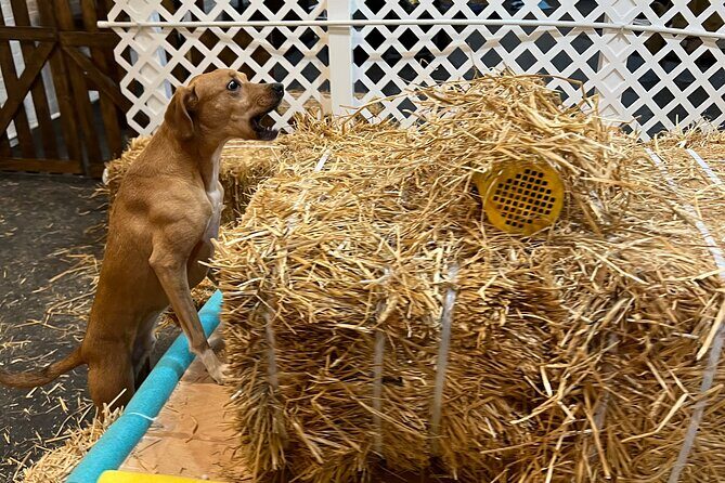 Hide & Seek Skills for Dogs at the Hay filled New York City Barn - Authentic Experiences and Real Feedback