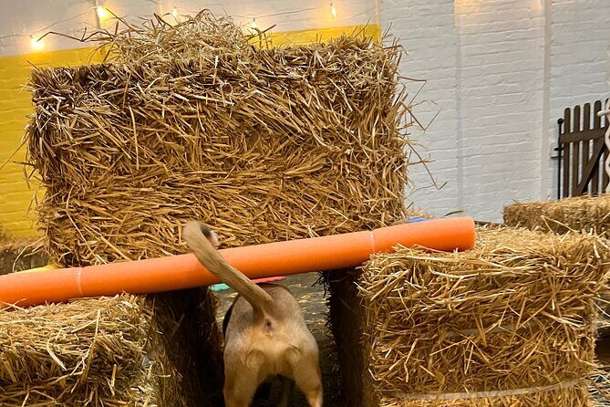 Hide & Seek Skills for Dogs at the Hay filled New York City Barn - FAQs