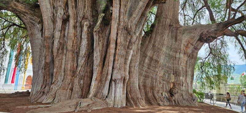 Hierve el agua: A Day of Adventure, Culture, and Flavor - A Closer Look at the Tour Experience