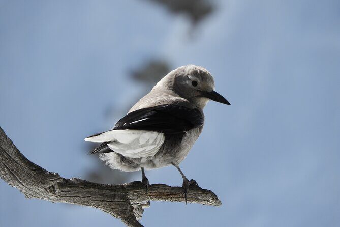 High Country Birding Hike and Hot Spring Soak from Denver - The Sum Up
