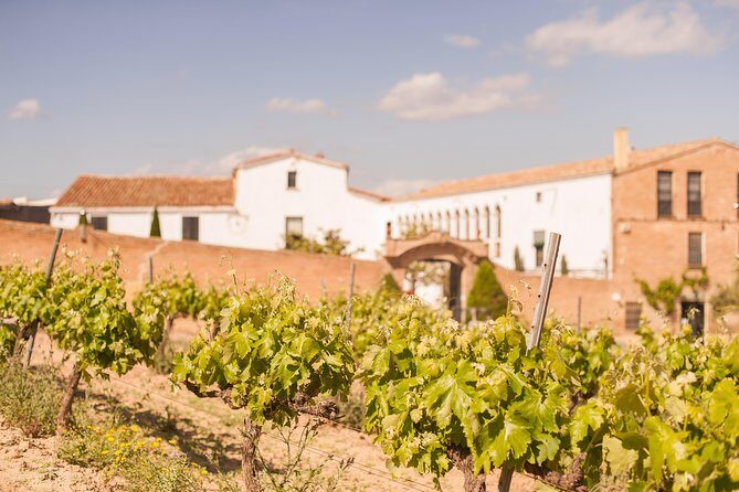High-End Vineyard Escape: Cava, Tapas & Wine | Private Tour - The Wines and Tapas