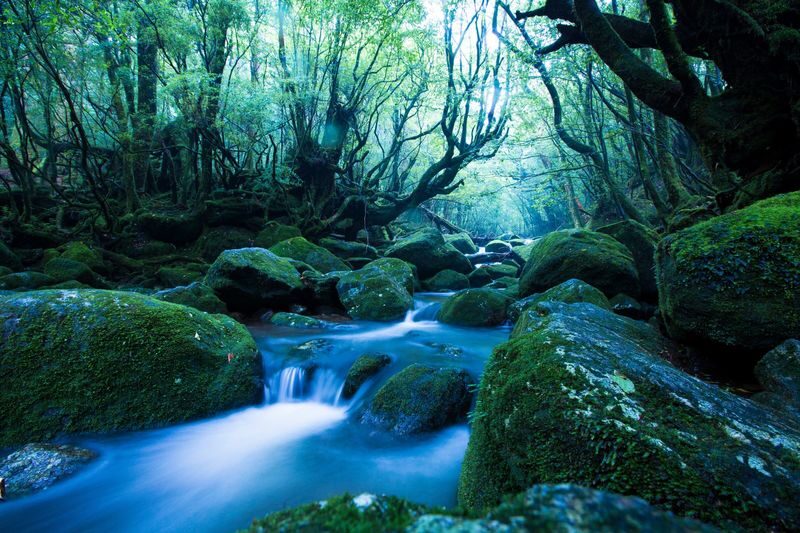 High Speed Jetfoil "Toppy" or "Rocket" Ticket to Yakushima - A fast crossing to Yakushima, not a sightseeing cruise