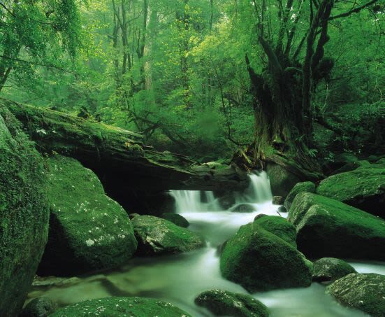 High Speed Jetfoil "Toppy" or "Rocket" Ticket to Yakushima - Who should book this crossing?