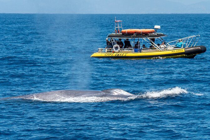 High Speed Zodiac Whale Watching Safari from Dana Point - Diving Into the Experience: What’s It Really Like?