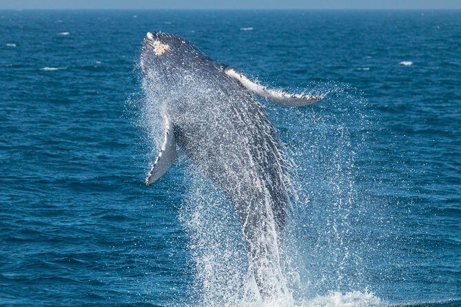 High Speed Zodiac Whale Watching Safari from Dana Point - Who Should Book This Tour?