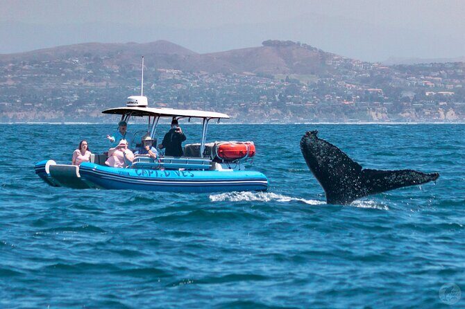 High Speed Zodiac Whale Watching Safari from Dana Point - FAQ