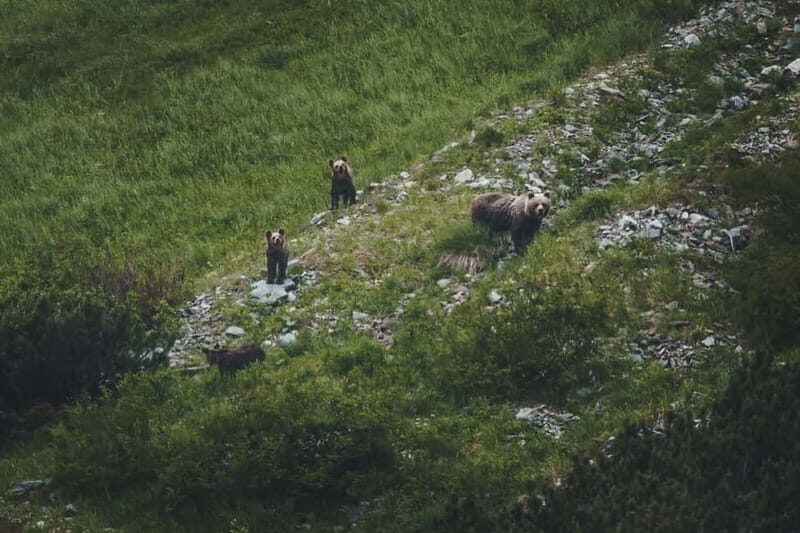 High Tatras: Bearwatching Hiking Tour in Slovakia - Exploring the Details of the Bearwatching Hiking Tour