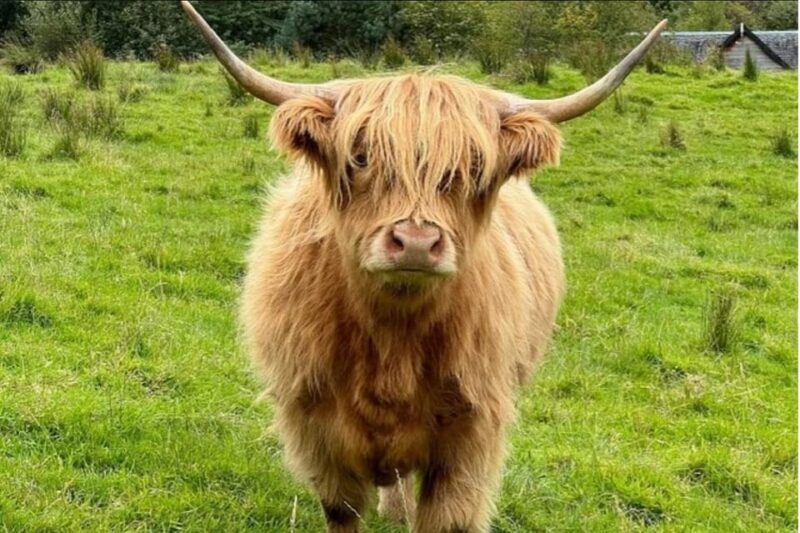 Highland Cows Glasgow Cathedral Kelpies Tour from Edinburgh - Who Will This Tour Suit Best?
