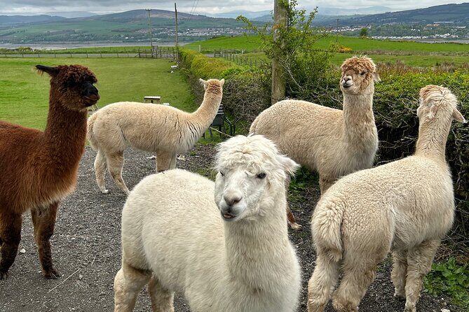 Highland Cows, Walk Alpacas & Scottish Wildlife Centre from Edin. - Who Should Consider This Tour?