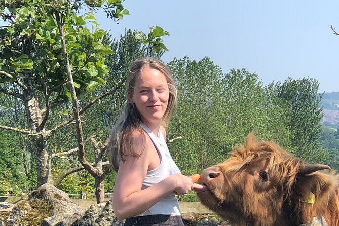 Highland Cows, Walk Alpacas & Visit a Scottish Wildlife Centre - Exploring the Scottish Countryside with Highland Cows and More