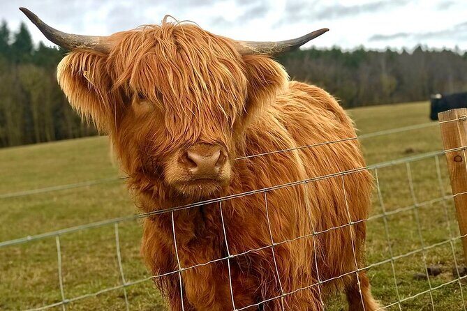 Highland Cows, Walk Alpacas & Visit a Scottish Wildlife Centre - Authentic Experiences and Authenticity