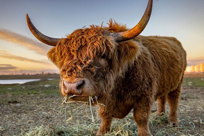 Highland Lochs & Castles Tour to Oban & Glencoe - Highland Lochs & Castles Tour to Oban & Glencoe: A Deep Dive into Scottish Beauty