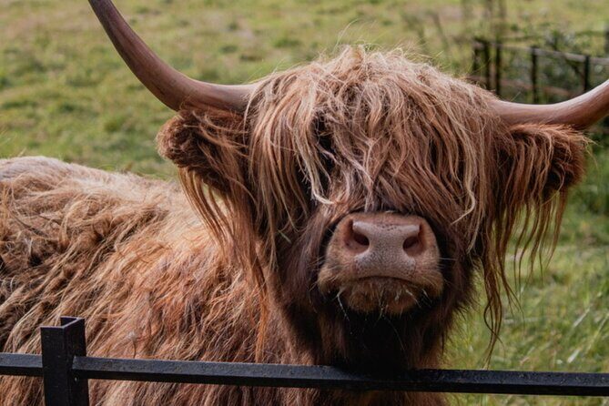 Highlands Cows Glencoe and Castles Private Tour from Glasgow - FAQ