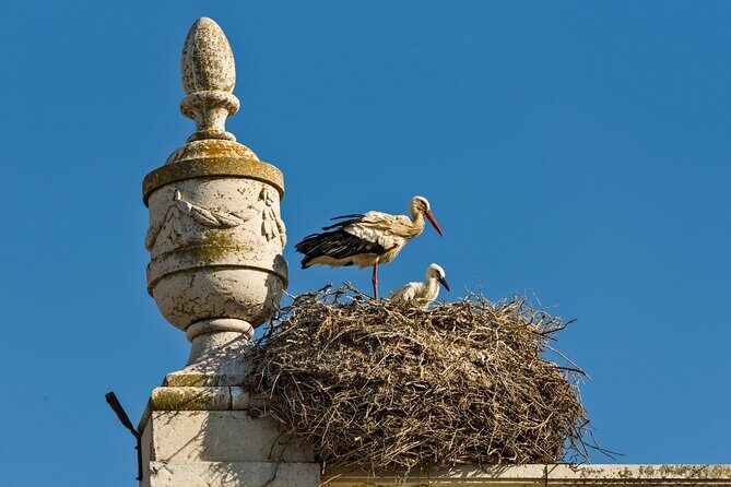 Highlights & Hidden Gems of Faro Private Tour - FAQs