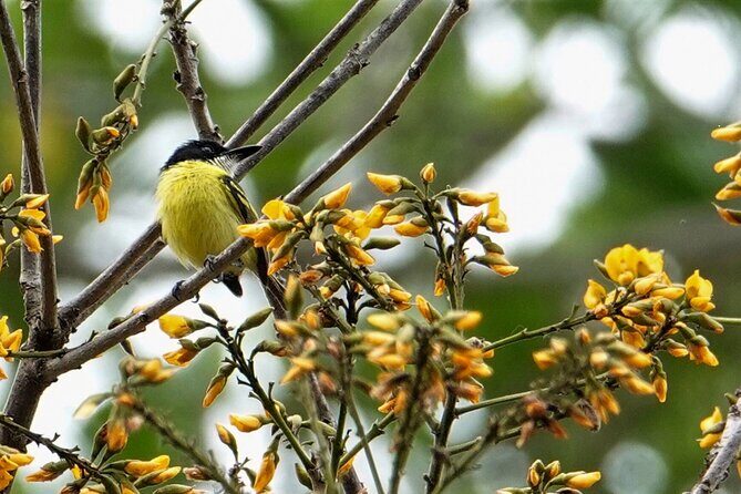 Highlights of Birdwatching and nature in the Pipeline Road - Final Thoughts