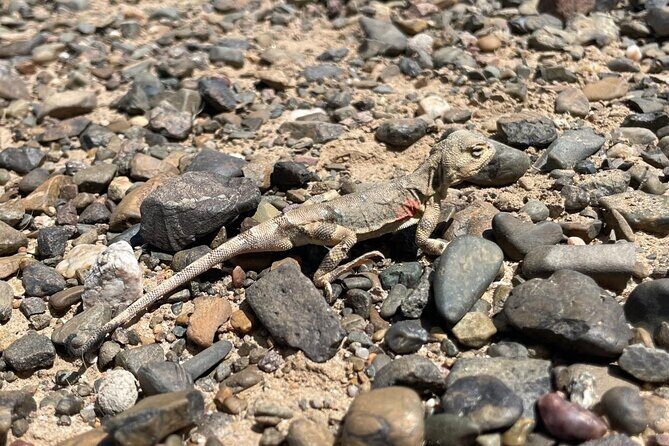 Highlights of the Gobi Desert in 6 days - FAQ