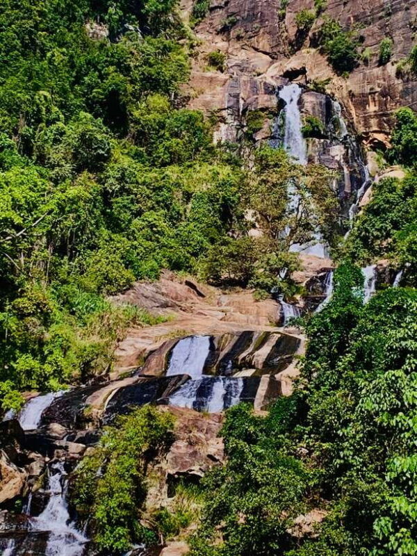 Highlights tour with tasting & Green environment in ella - Key Points